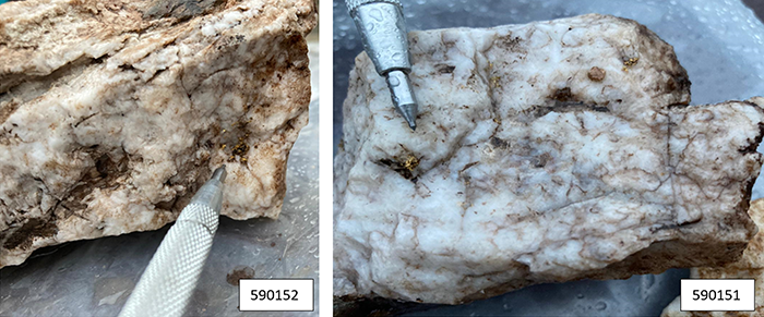 Sample 590152 (7,877 g/t) and 590151 (1,276 g/t) with visible gold.